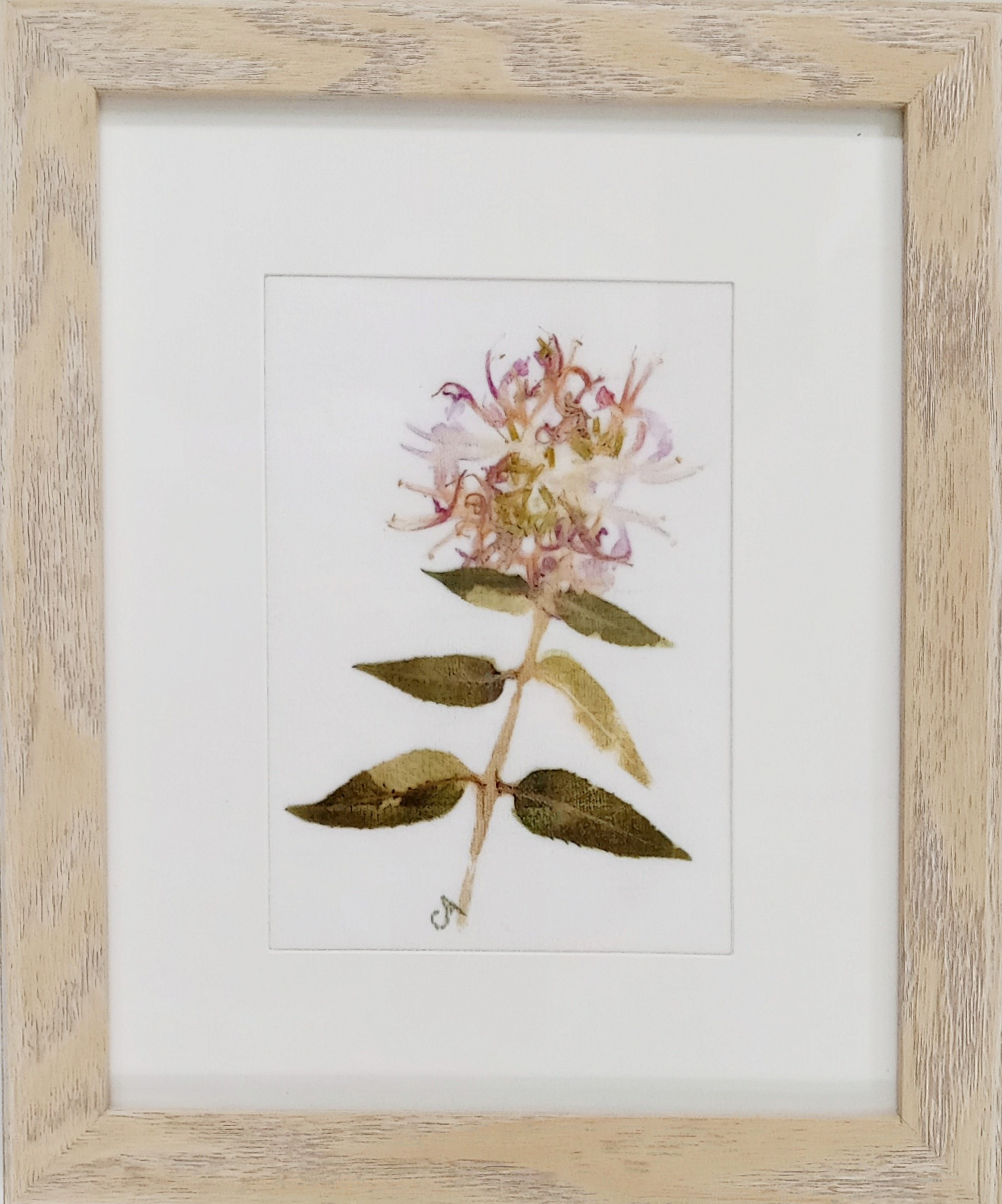 Bee Balm I — framed botanical pounding artwork on combed cotton with a pale pink bee balm bloom and green leaves